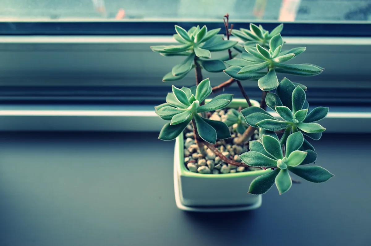 How Do Office Aesthetics Affect Employee Well-Being?